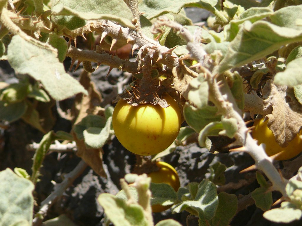 Solanum incanum eFlora of India
